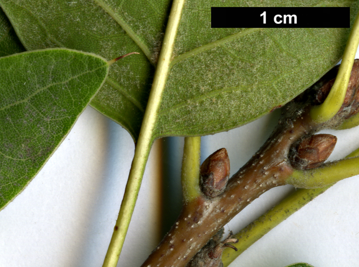 High resolution image: Family: Fagaceae - Genus: Quercus - Taxon: ×runcinata (Q.imbricaria × Q.rubra)